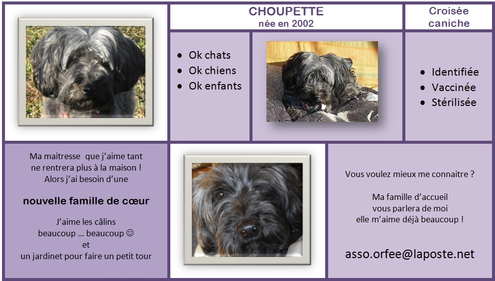 CHOUPETTE X CANICHE NOIRE 9 ANS (49) asso ORFEE 293190choupette2002