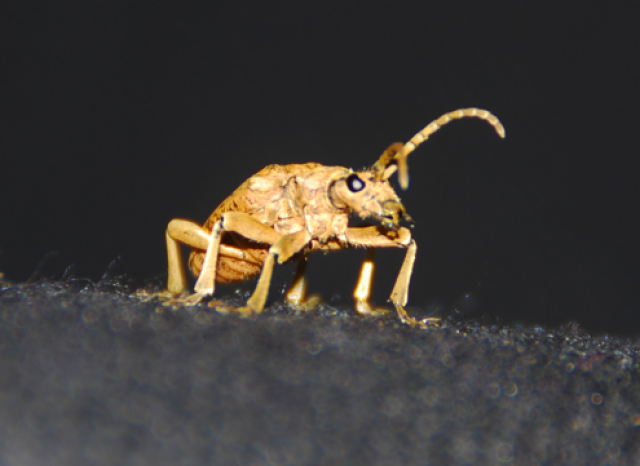 [Rhagium sycophanta] Coleo jaune 294172383