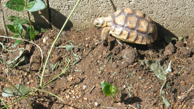 Mes sulcatas dans leur enclos 294617TORTUE051