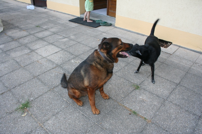 KISER (mâle croisé malinois) 294644KAISER002