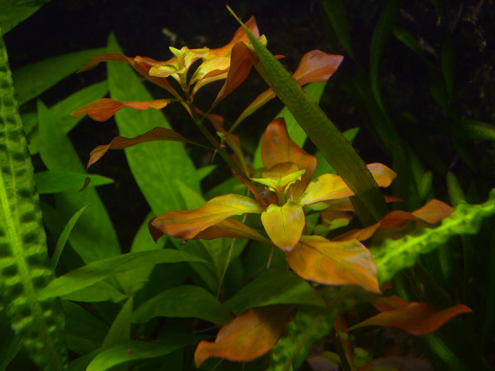 Ludwigia mullertii 295194PA297642