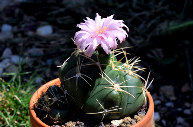 Gymnocalycium horstii 295575gymnocalyciumhorstii1107055