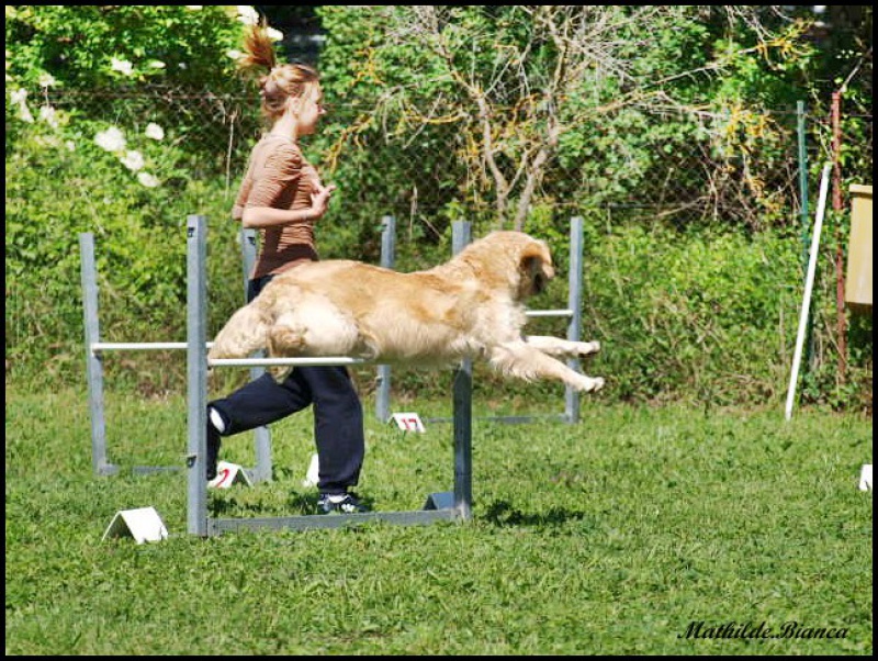 Bianca a l'agility. 2962998717