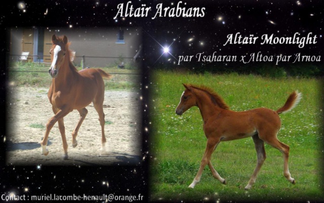 Pouliche PSAr alezane de 2012 par Tsaharan (Regal Actor) 296971pubmoonlight