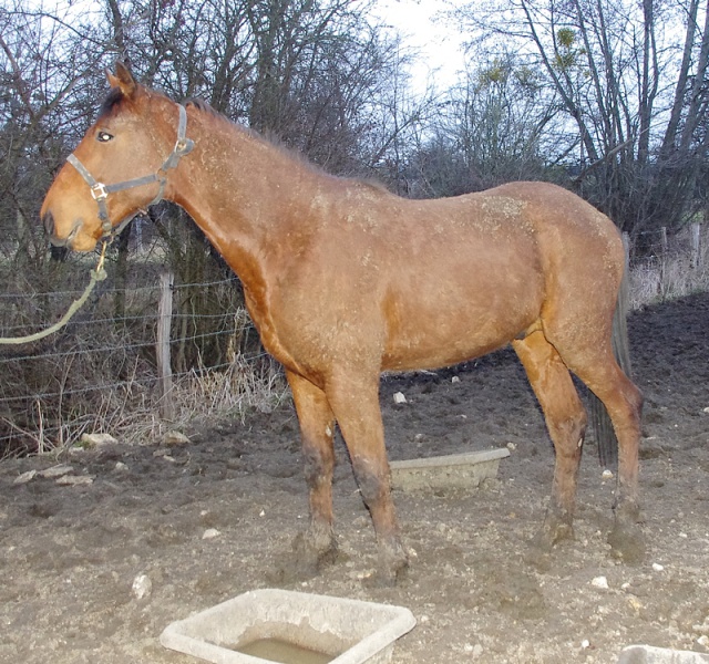 [PLACE MOZART22] ACTIF Un bel oeuf KINDER .... Urgent ! 297724IMGP2896