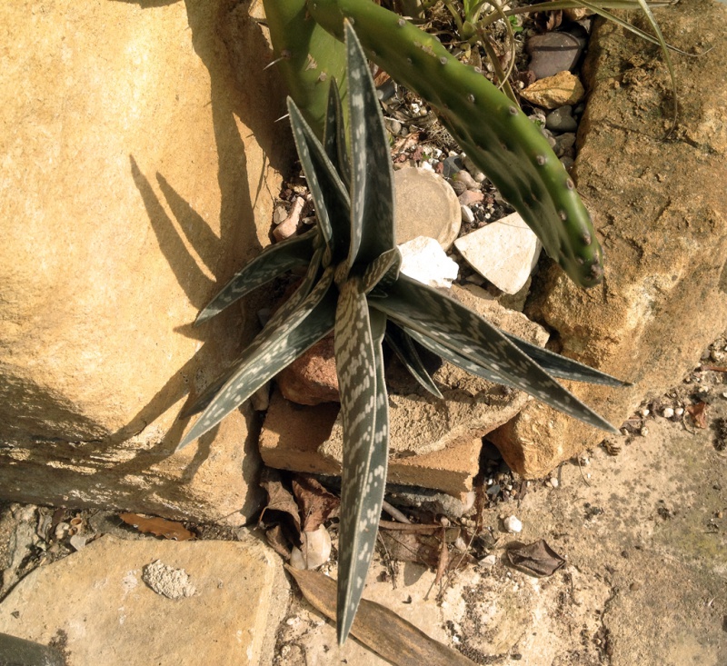 Aloe variegata - Page 2 298308Aloevariegata0215