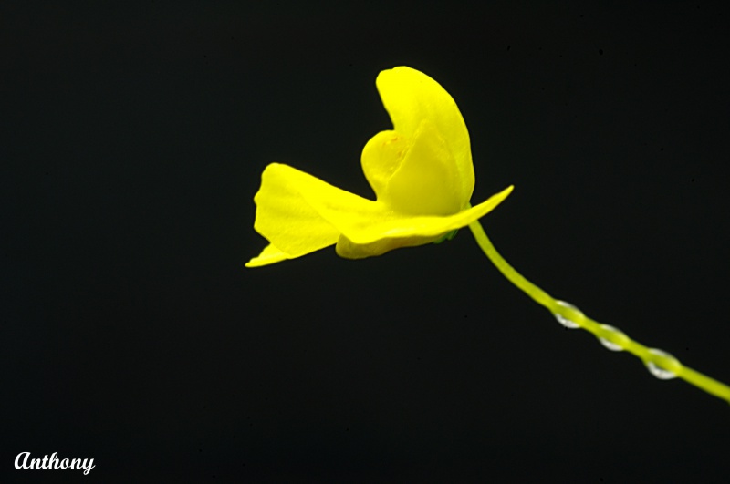 Les fleurs d'Utricularia 299736UtriculariaFlaccidacopy