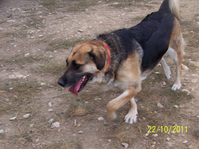 NALA - x ba  11 ans  (7 ans de refuge) - Refuge Au Bonheur des 4 Pattes à Nimes (30) 301352OCTOBRE2011059