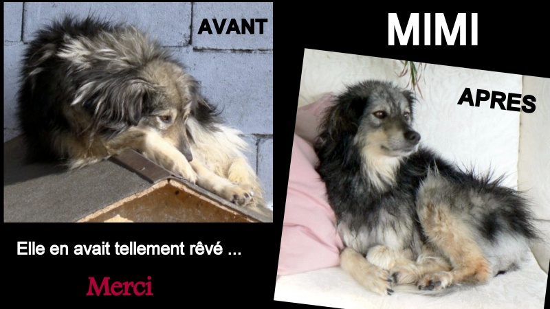 PHOTOS AVANT/APRES CHIENS ET CHATS MUKITZA - Page 3 3031693212