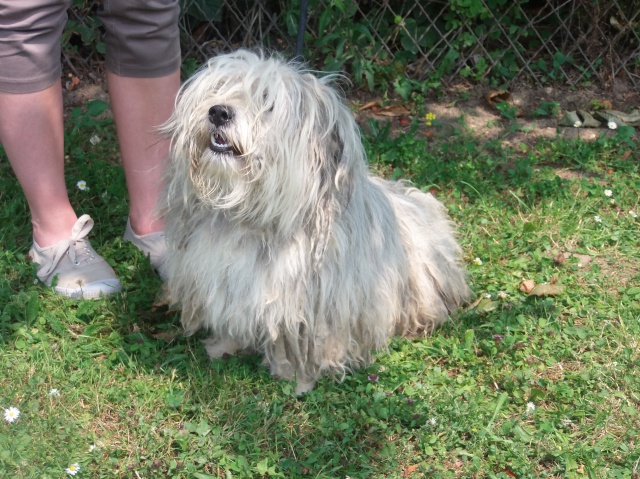 BIJOU X BICHON MALE 5 ANS BOX 105 DANS LE 62 303628303