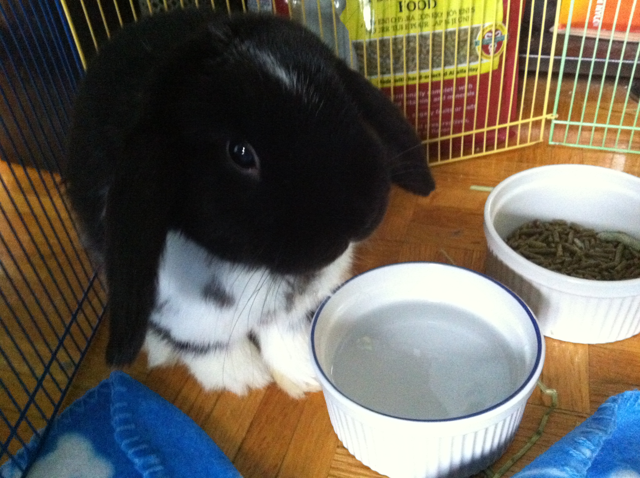 Enfin un lapin :D 303710Felix3