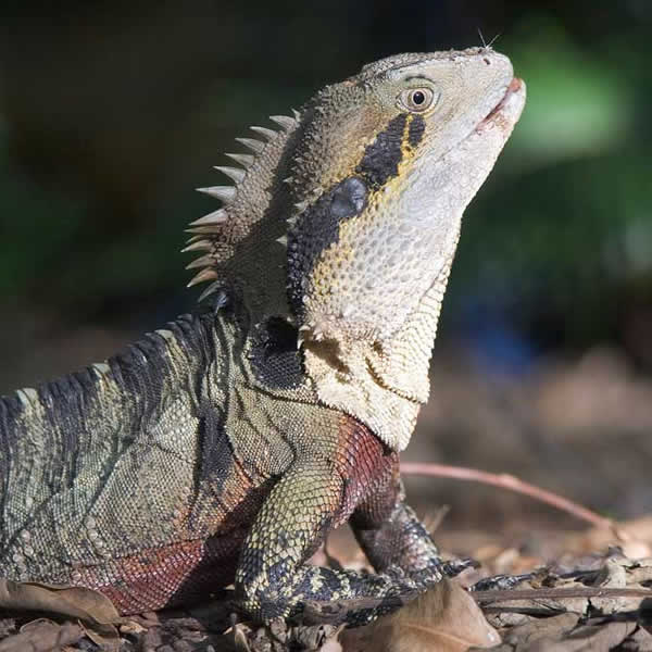 Animaux - Lézards - Caméléon panthère -Anguidae - L'orvet - 304350dragoneau1314dc051