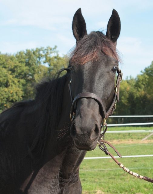 [PLACEE ELEONORE] VERA  Un beau brin de perle noire  304440vera013