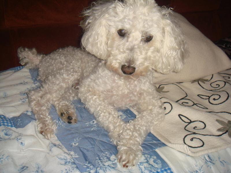 SKIPY CANICHE BLANC MALE 11 ANS - ADOPTE  307001DSC04024