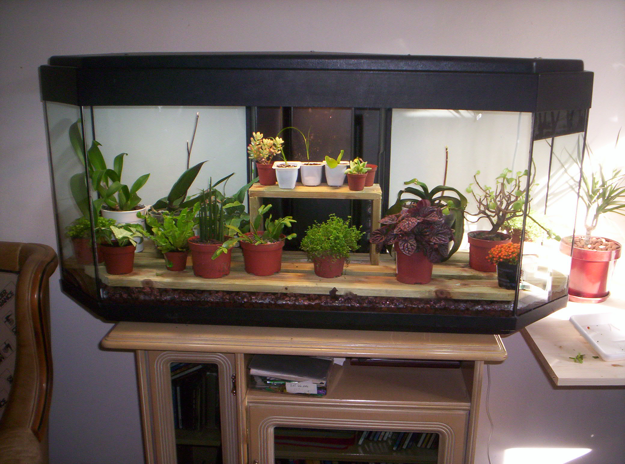 Terrarium dans un aquarium - Page 3 3080461000780