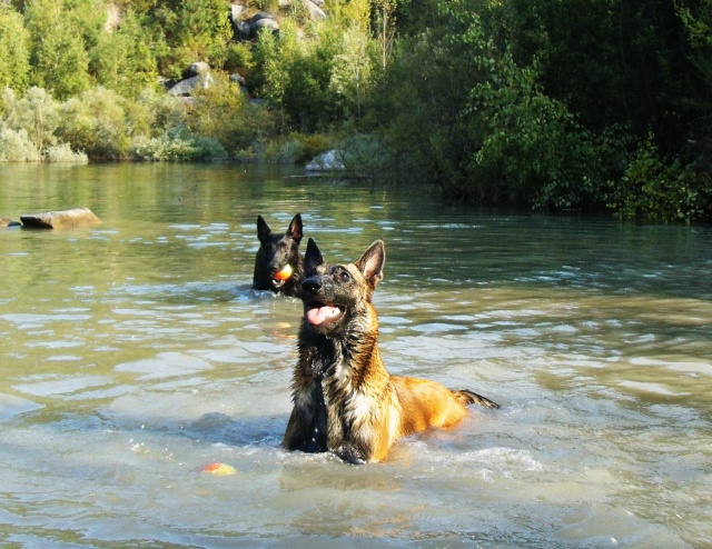 Un trio de malinois !  - Page 13 308102GEDC0002