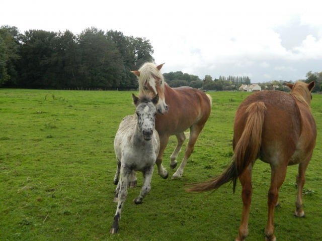 Matt Nath Voilac l'haflinger des Daltons... - Page 7 308927DSCN0157