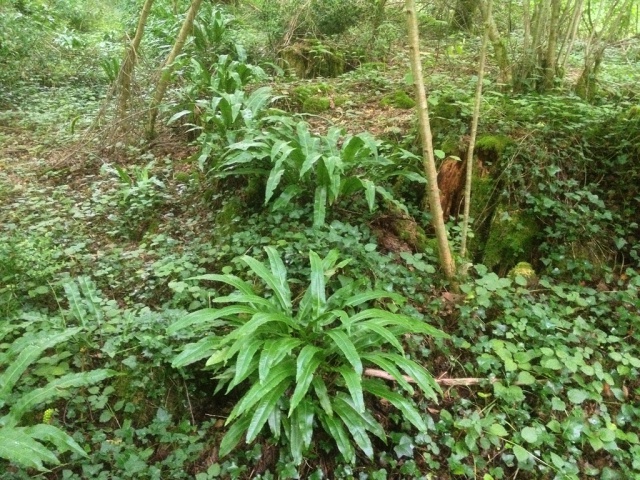 Asplenium scolopendrium - scolopendre 309468IMG0278