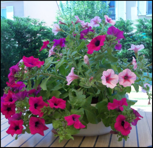 Concours n°23 > La plus belle fleur/plante 311128gel