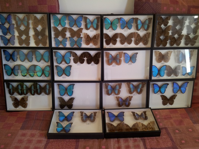 (trouvé) Morpho de la collection E. Le Moult 31161120121230160545