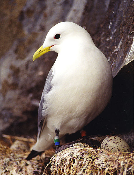 Parcs, réserves... - les rochers aux oiseaux - 311940458pxKittiwake