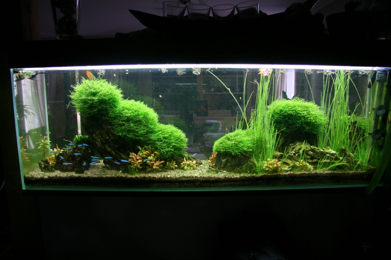 trigon 190 + cuve 120x30x40 aquascaping - Page 8 312781IMG2933