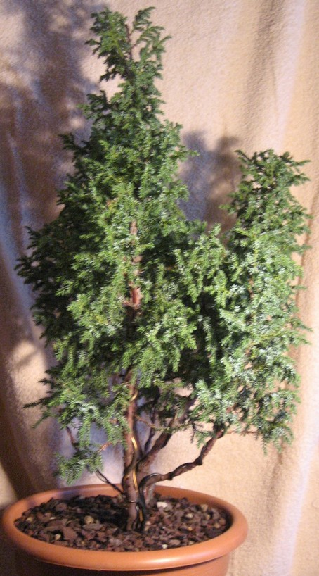 Que faire de juniperus pingii loderi 314308008