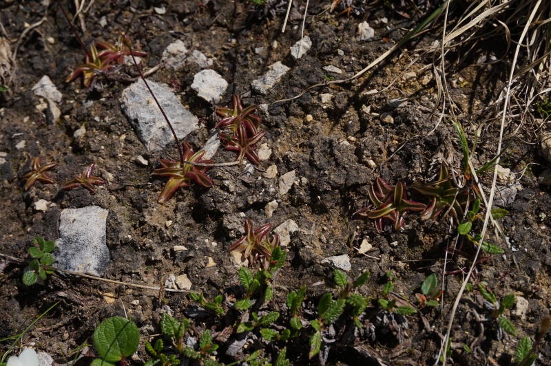 Grassettes in situ en Juin 2017 315225DSC03443