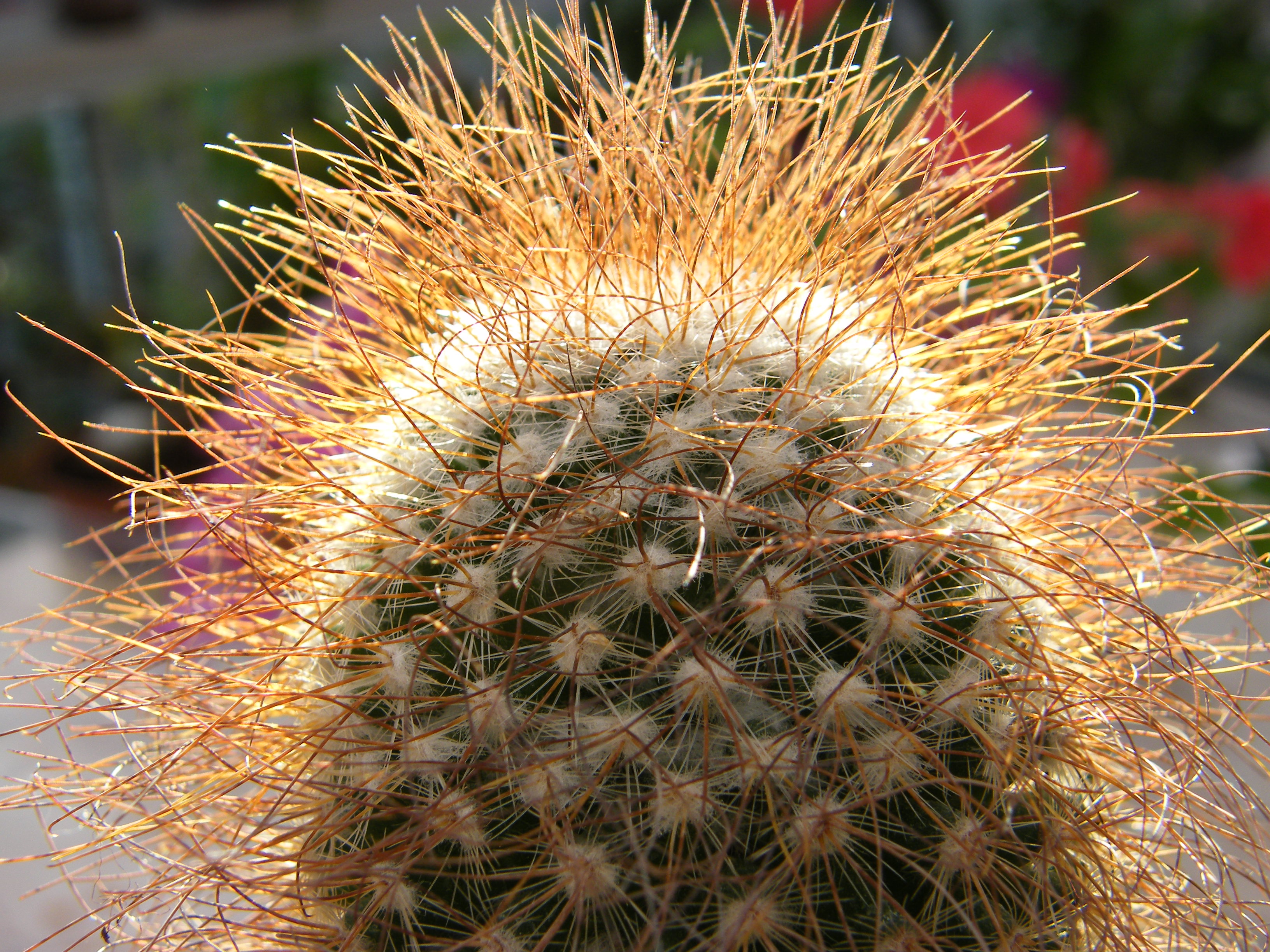    MAMMILLARIA  REKOI  ssp leptacantha 'aurilongispina' 316010Mammillariarekoisspleptacantha3