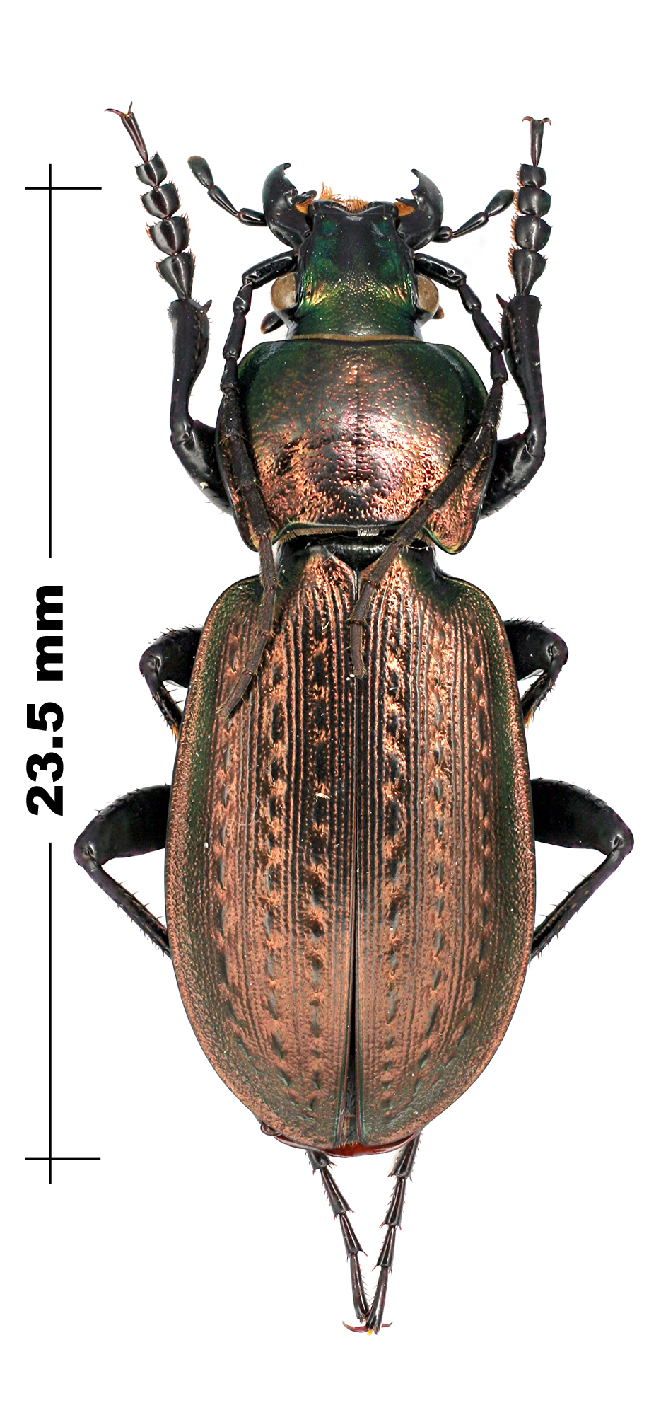 un dernier Carabus pour aujourd'hui 317846Eucarabusspweb