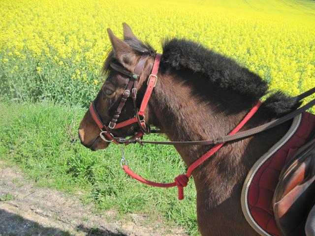 Balade de 2h - Milly la Forêt - Chapeau de Napoléon 318433IMG5962