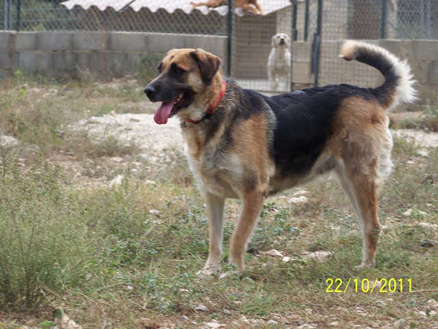 NALA - x ba  11 ans  (7 ans de refuge) - Refuge Au Bonheur des 4 Pattes à Nimes (30) 319081OCTOBRE2011055