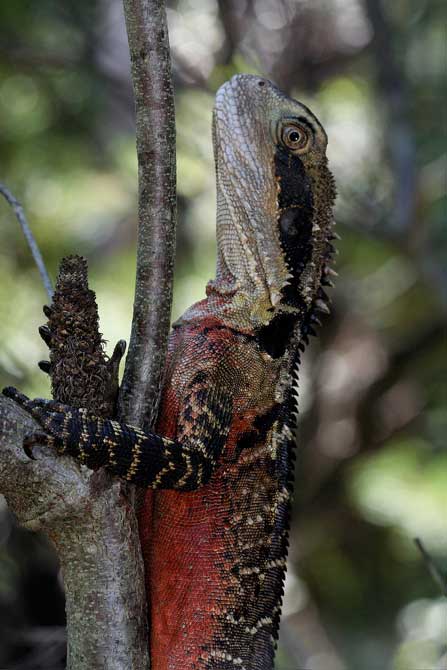 Animaux - Lézards - Caméléon panthère -Anguidae - L'orvet - 319727dragoneau1014dc0c4