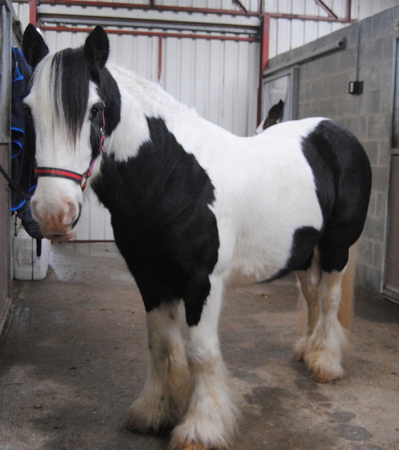 [PLACE ANNA] JOLI MALOU Irish Cob Hongre 6 ans Ca change non ? 320089malou1