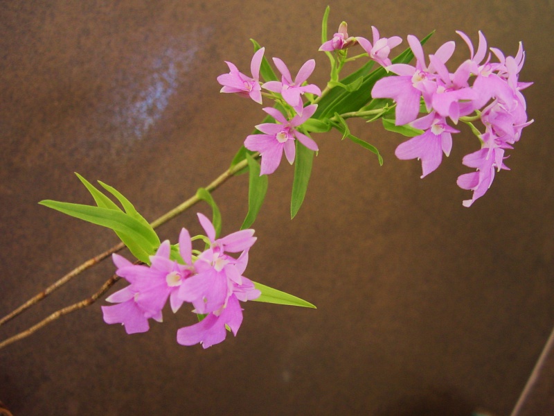 Epidendrum centropetalum (syn. Oerstedella centradenia) 320464DSC05709