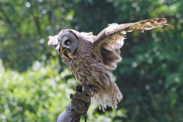 Zoo du Pal (Allier: Dompierre sur Besbre) 323095IMG_6084_DxO__640x480_