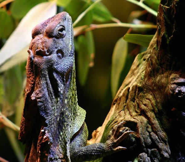 Animaux - Lézards - Caméléon panthère -Anguidae - L'orvet - 323157dragonaustralie214db302