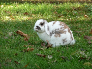 Nina, lapine blier, ne en aout 2011 - Page 8 323609P1140875