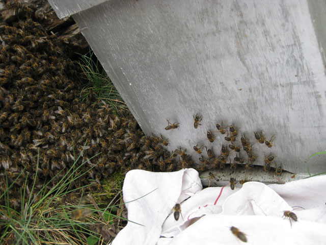 Apiculture & ruchers - Page 5 323946IMG3782