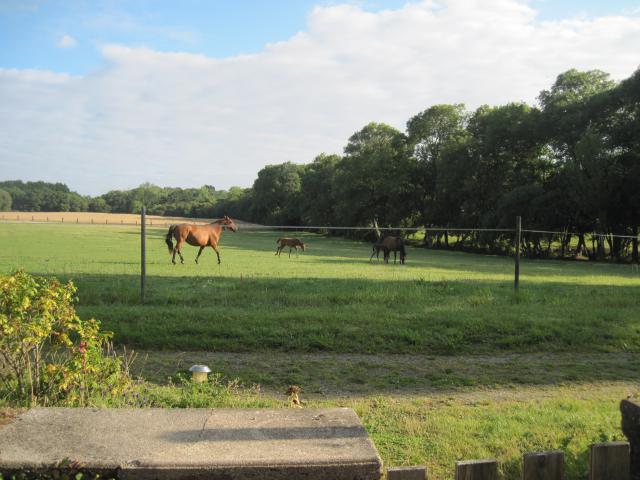 Domaine de Kerdianou...Vacances en Bretagne !!! 325159IMG8256