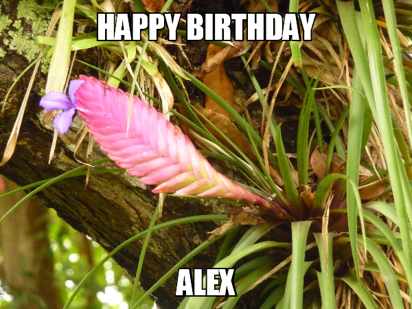 Joyeux anniversaire Alex 326392131