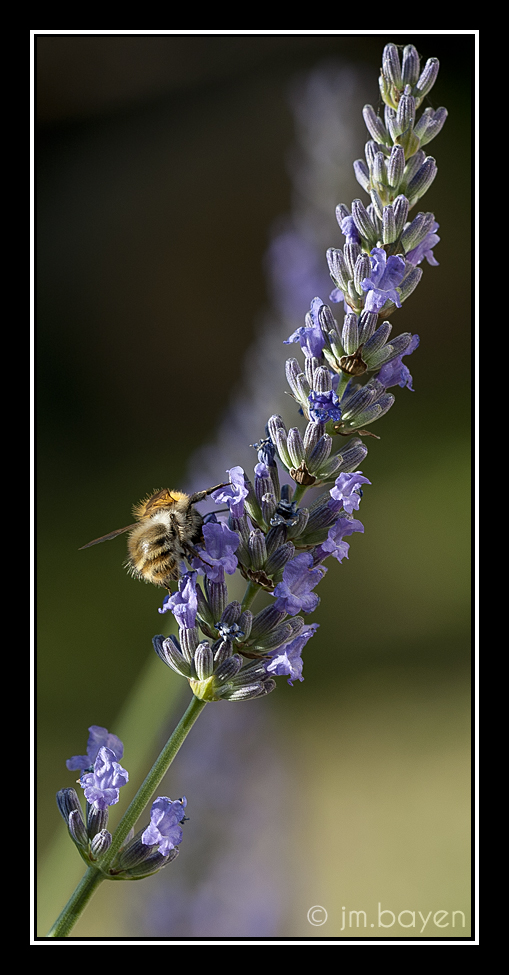 Petite abeille gourmande 328827ab1