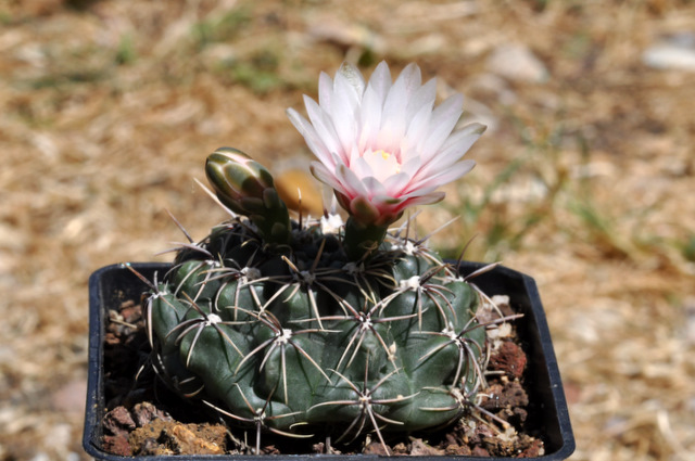 Floraisons de mes Gymnocalycium 329461gymnocalyciumamerhausseri1106014