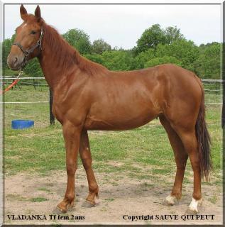 [PLACEE DYANE45] VLADANKA Une future championne de western ! 330364IMG10631