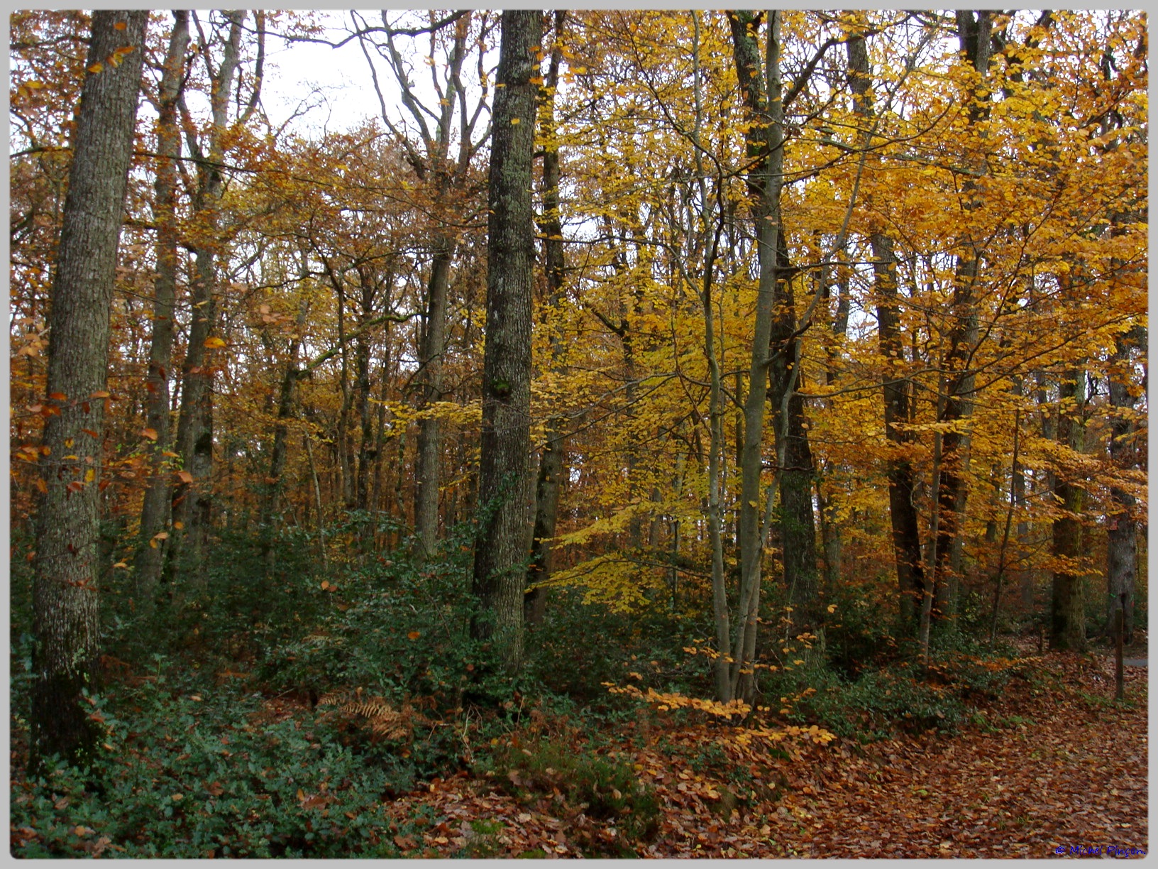 [fil ouvert] la forêt dans tous ses états - Page 10 330631DSC011546