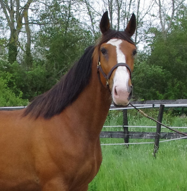 [PLACEE FERNAND] VAHANA  Le cob normand....... Ancêtre du trotteur ?  330819VAHANA6