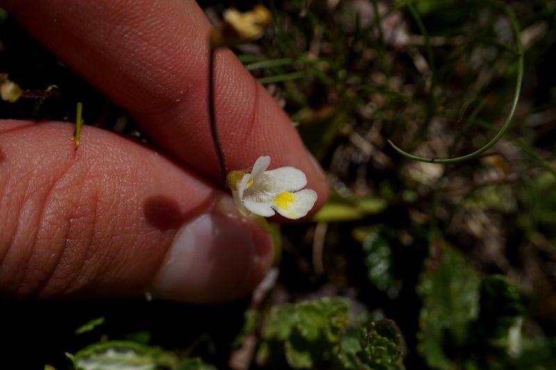 Grassettes in situ en Juin 2017 331131DSC03447