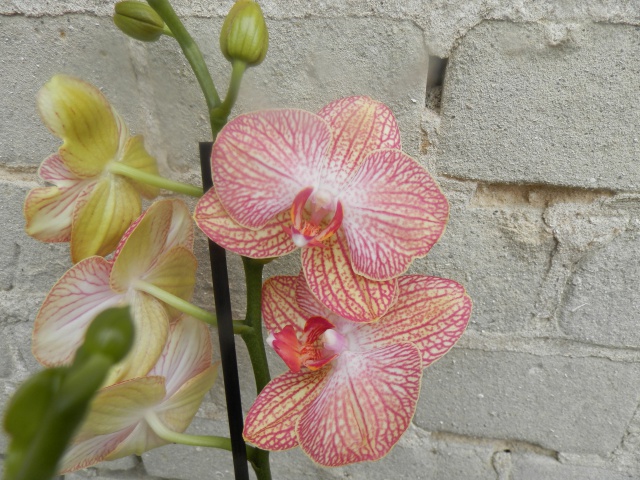 Phalaenopsis hybride 331888P2221158