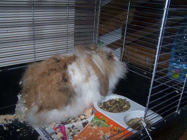 LAPIN BELIER MALE ANGORA A ADOPTER  332712lapin2