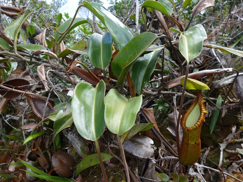 Nepenthes macrophylla sur le Mont Trus Madi à Borneo. 333172221952547967390038190681890235426284923380n